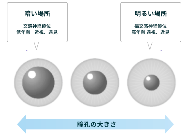 暗い場所:交感神経優位低年齢、近視、遠見。明るい場所:福交感神経優位、高年齢 遠視、近見
